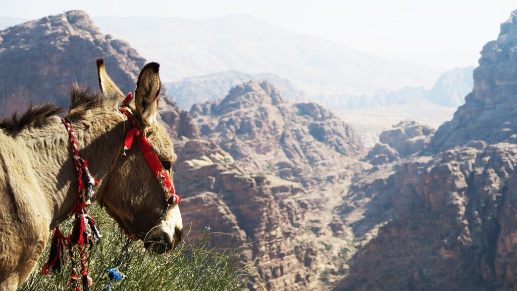 ご当地宅配弁当でダイエットは成功するのか？