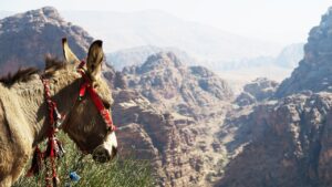 ご当地宅配弁当でダイエットは成功するのか？