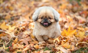 低糖質の宅配弁当を利用したダイエット成功の秘訣は？