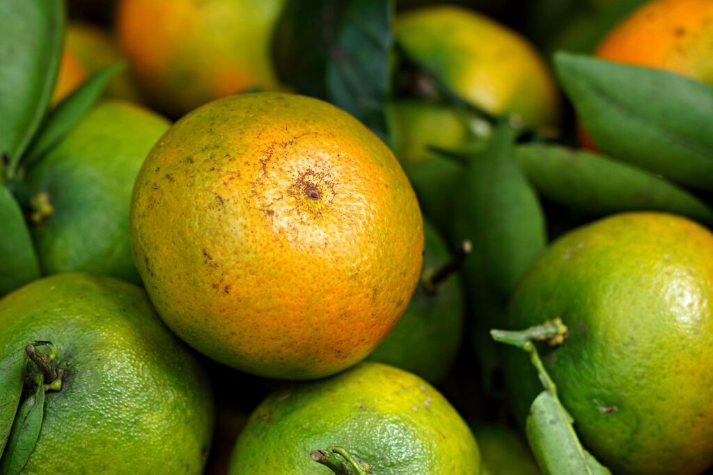 オーガニック食材を使った宅配弁当の選び方は？