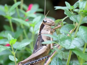 食べて痩せる宅配弁当のおすすめはどれ？
